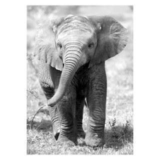 Affisch - Baby elefant