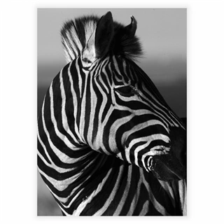 Affisch - Zebra porträtt