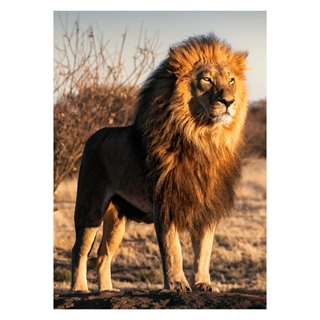 Affisch - Ett ståtligt lejon