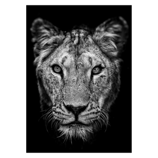 Affisch med ett porträtt av en lejoninna