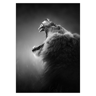 Affisch med vrålande lejon i svartvitt