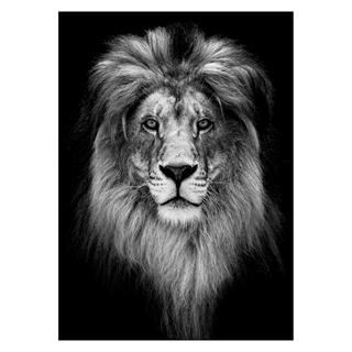 Affisch med porträtt av lejon i svartvitt