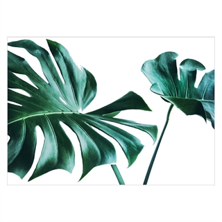 Affisch med gröna tropiska löv