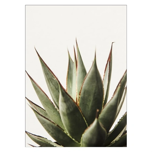 Affisch med Cactus saftiga på en ljusgrå bakgrund