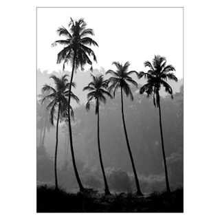 Affisch - Palmer silhuett. Skapa en tropisk och exotisk atmosfär i hemmet med denna fina affisch med 5 vackra palmer i svartvitt