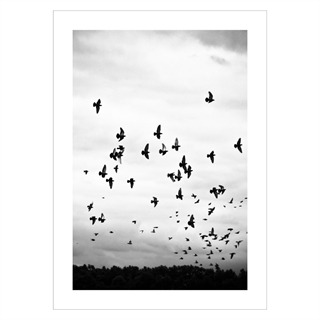 Affisch - fåglar som flyger på himlen. Vacker och snygg affisch med flygande, svarta fåglar i svartvita nyanser.