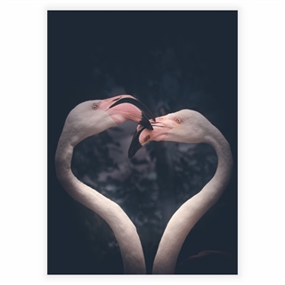 Affischer - Flamingo par