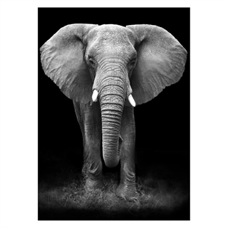 Affisch med stor elefant i grå frånvaro