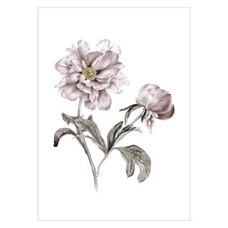 Affisch med eleganta blommor i gammalt rosa