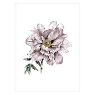 Affisch med stor elegant blomma i gammalrosa