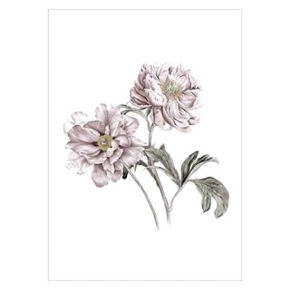Affisch med två eleganta blommor i gammalt rosa