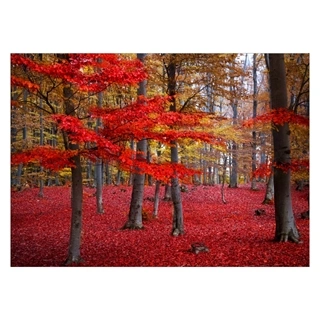Affisch - Red Forest