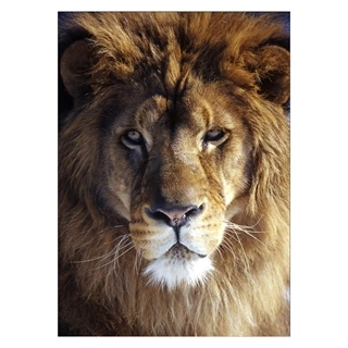 Affisch med närbild av ett vackert lejon