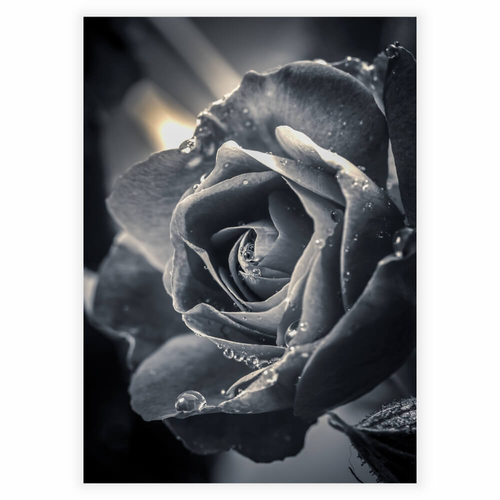 Affisch med stor vacker ros i färgen svart